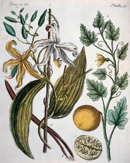 Vanilla and Coloquinth / Bertuch 1792