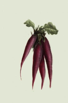 Violet beet / from Album Vilmorin