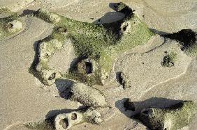 Weird rocks with holes partly covered with algae, Porbandar (photo) 