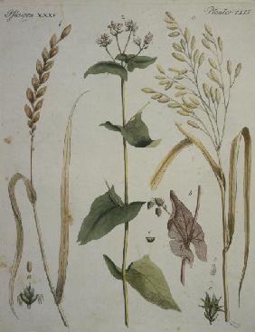 Wheat species / from Bertuch 1796