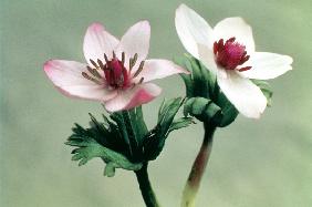 Wood Anemone (Anemone biflora) (photo) 