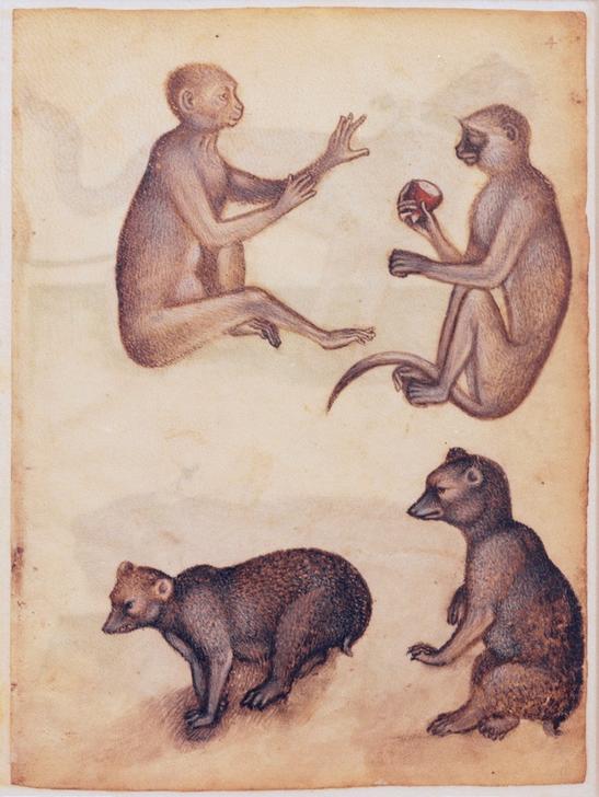Two monkeys and two bears from 