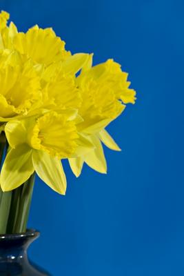 Daffodils from Norma Cornes