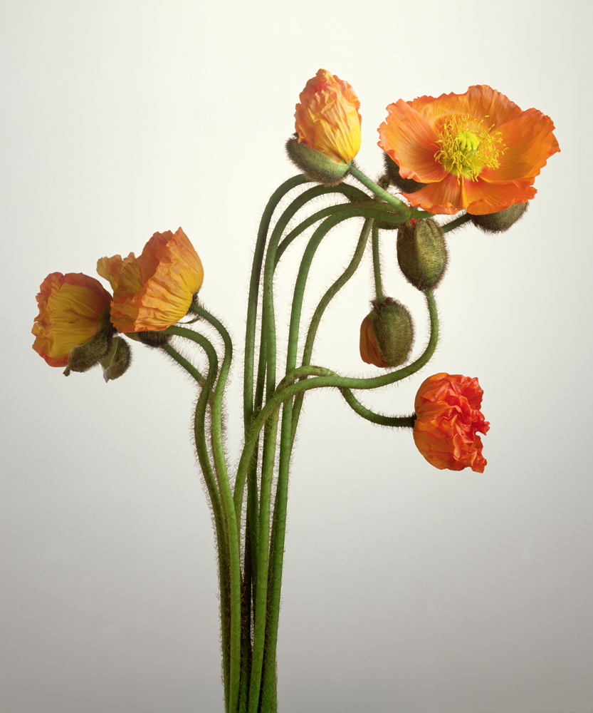 Bendy Poppies, 1995 (colour photo)  from Norman  Hollands