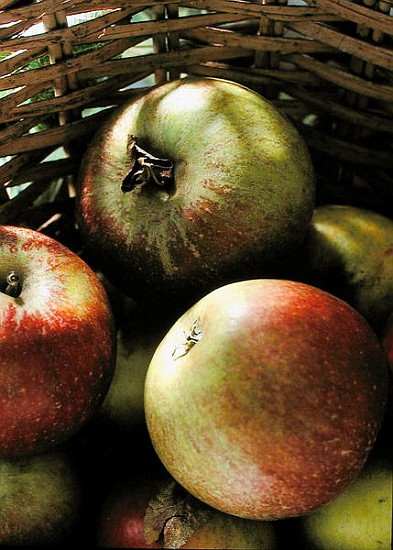 Cox''s apples in basket, 1994 (colour photo)  from Norman  Hollands