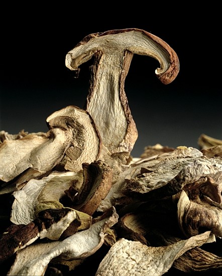 Porcini Mushrooms ''Golgotha'', 1994 (colour photo)  from Norman  Hollands