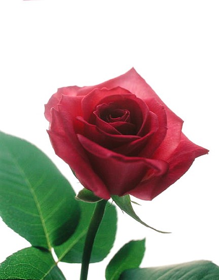 Red rose, 1999 (colour photo)  from Norman  Hollands