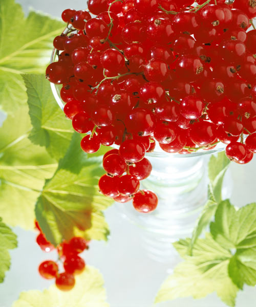 Redcurrants & leaves, 1996 (colour photo)  from Norman  Hollands