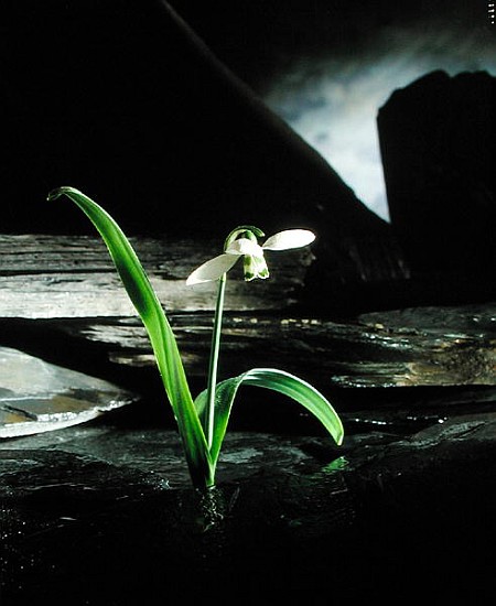 Snowdrop / Slate, 1995 (colour photo)  from Norman  Hollands