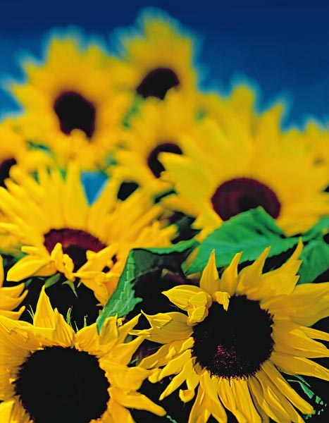 Sunflower relief, 1999 (colour photo)  from Norman  Hollands