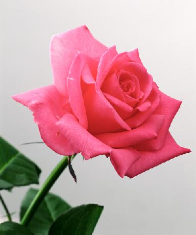 Pink Rose, 2005 (colour photo) 
