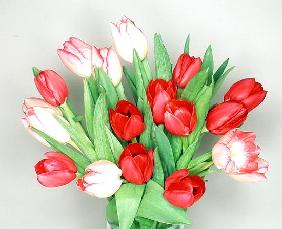 Red & white tulips, 1999 (colour photo) 