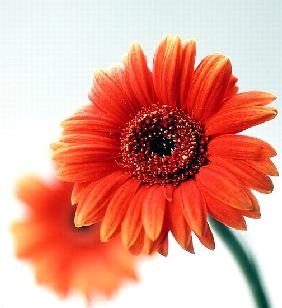 Two orange flowers, 1999 (colour photo) 