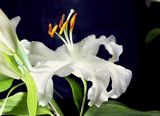 White lily, 1999 (colour photo)  from Norman  Hollands