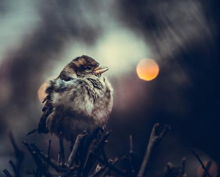 Moon sparrow