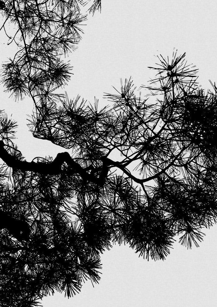 Pine Tree Black & White from Orara Studio