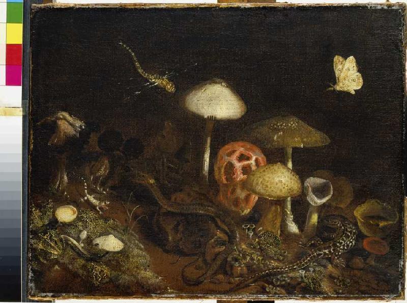 Reptiles, mushrooms and butterflies from Otto Marseus van Schrieck