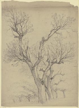 Leafless pair of trees