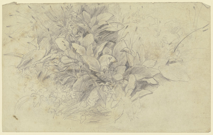 Study of plants from Otto Scholderer