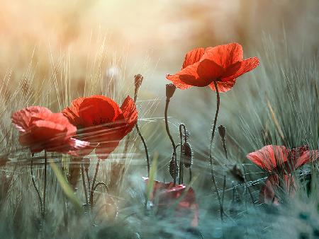 The red poppies