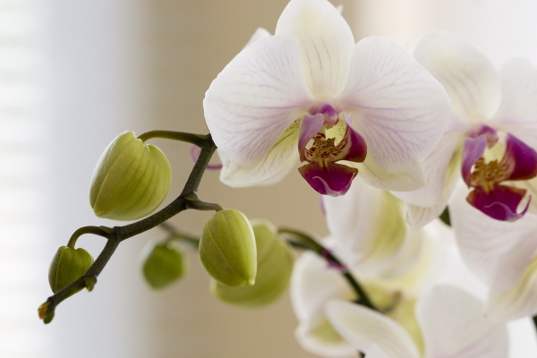 Orchidee from 