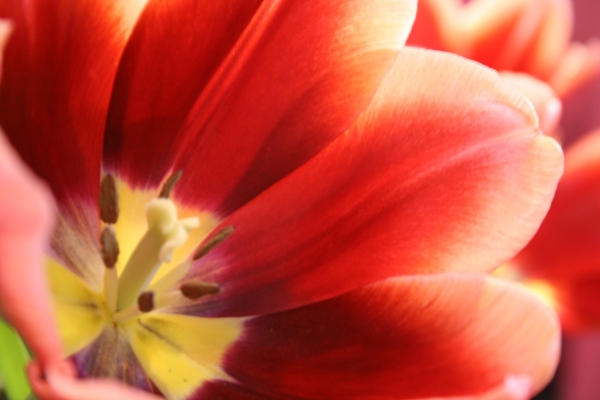 Rote Tulpe from 