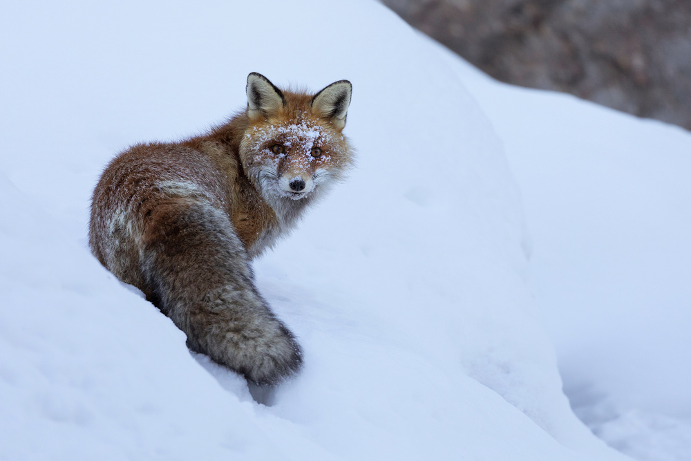 Red Fox from Paolo Bolla
