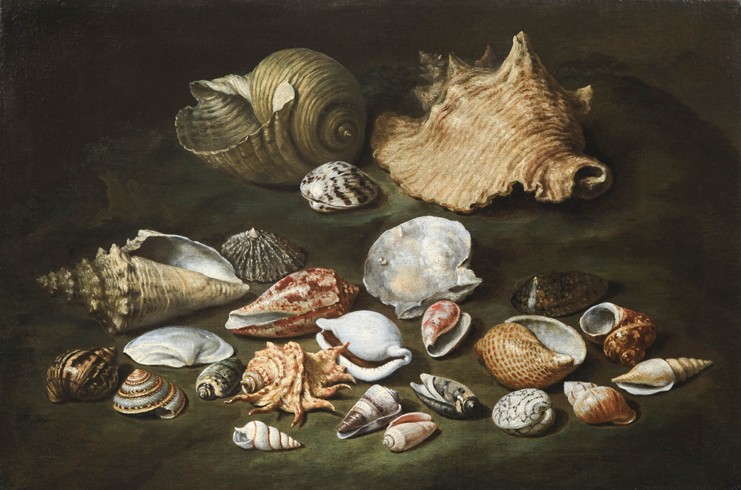 Still life with shells from Paolo Porpora
