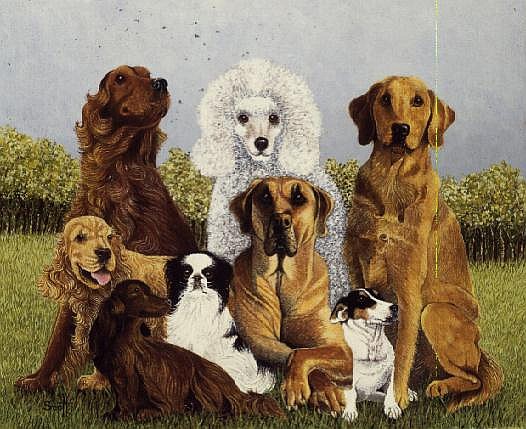 Oliver''s Dogs (oil on canvas)  from Pat  Scott