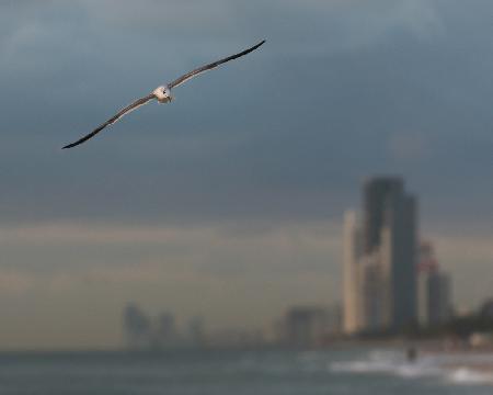 Bird beach towering Florida