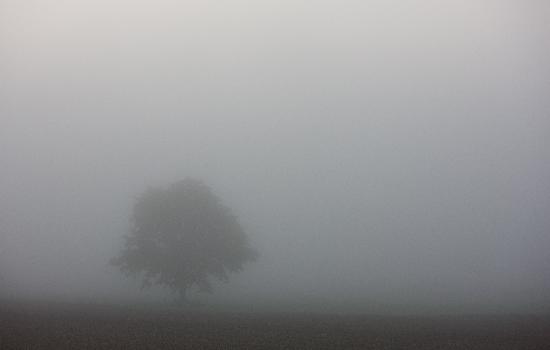 Baum im Nebel from Patrick Pleul