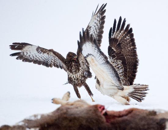 Buzzards fighting for food from Patrick Pleul