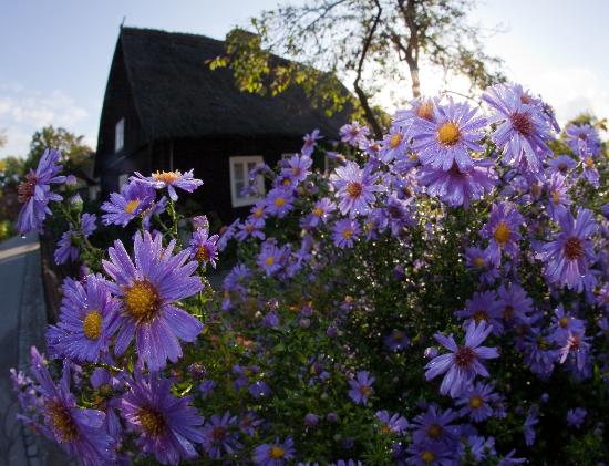 Herbstastern im Spreewald from Patrick Pleul