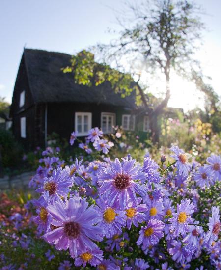 Herbstastern im Spreewald from Patrick Pleul