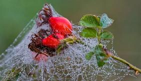 Hagebutten im Spinnennetz