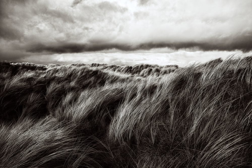 Dunes of grass from Paul