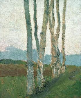 Birch Trunks