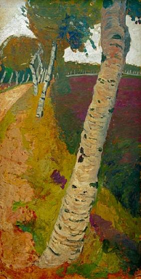 Road with birch tree