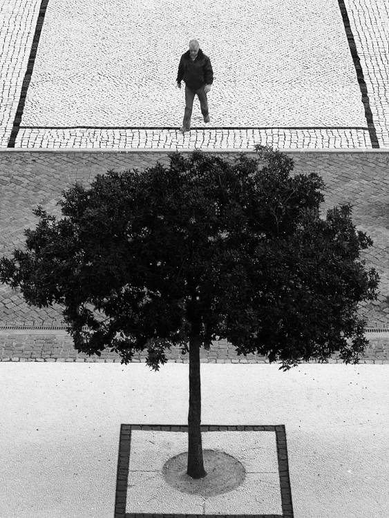 Two Silver Trees from Paulo Abrantes