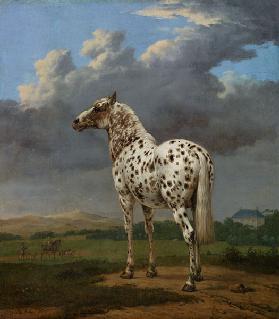 Piebald Horse