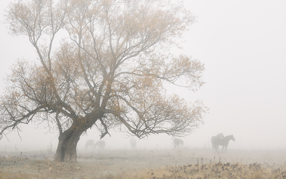 Lost in the fog from Pawel Kado