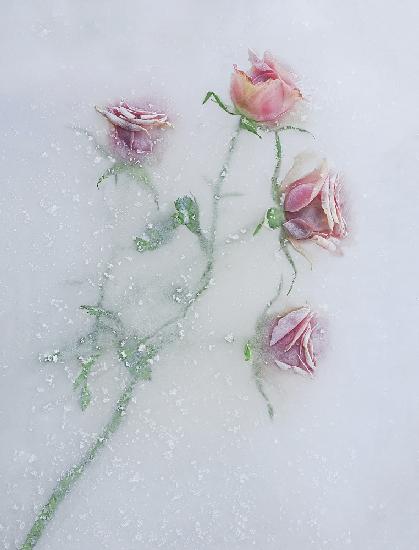 Roses among the ice.