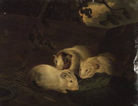 Primitive Study of Guinea Pigs from Penry Williams