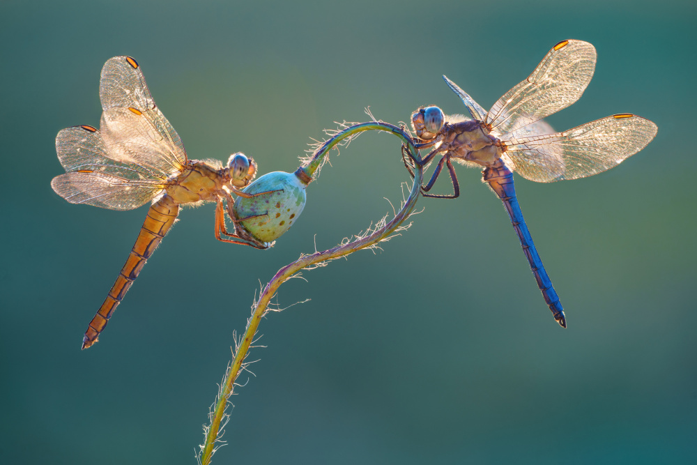 Perfect dragonflies from Petar Sabol