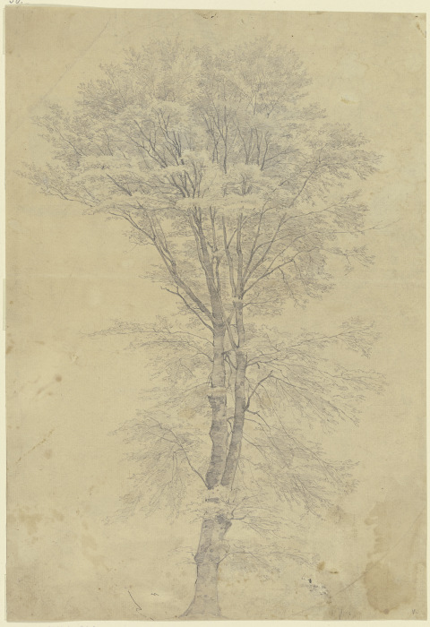 Tree from Peter Becker