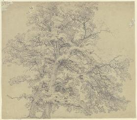 Two trees in Medenbach