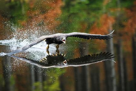 Landing Eagle
