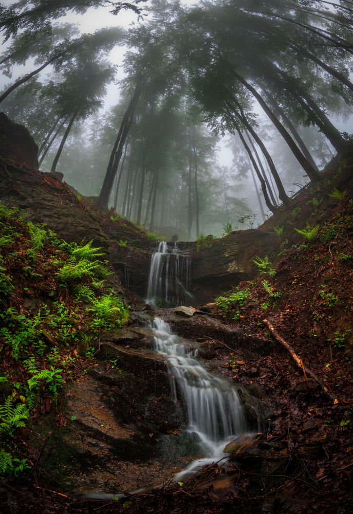Trees bend over the waterfall from Petr Pazdírek