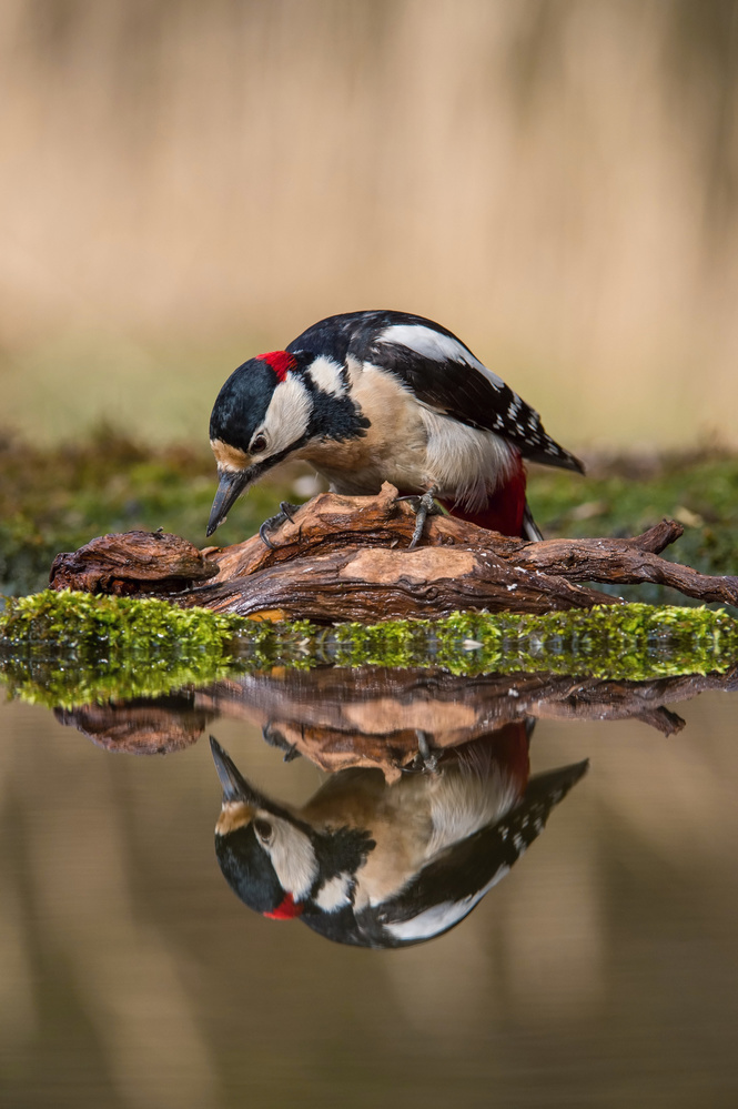 The Great Spotted Woodpecker, Dendrocopos major from Petr Simon