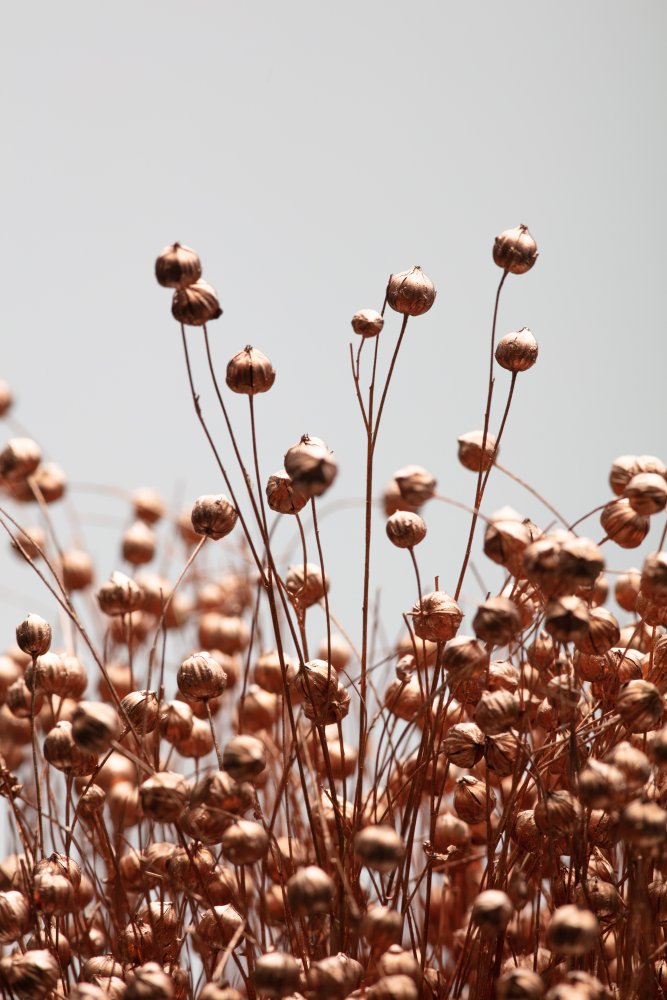 Dried Grass Copper 02 from Pictufy Studio III
